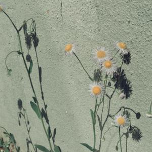 米塔被焯出白水之后多久能恢复
